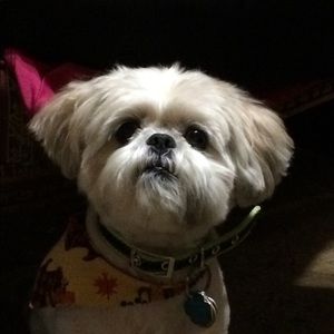 Meet your Posher, Agatha